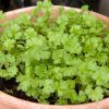 How to Grow Cilantro in Soil or in Pot (Photo 2 of 10)
