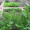 How to Grow Cilantro in Soil or in Pot (Photo 3 of 10)