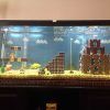 Anti-Stress: Aquariums in Living Room (Photo 1 of 21)