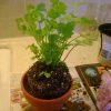 How to Grow Cilantro in Soil or in Pot (Photo 5 of 10)