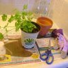 How to Grow Cilantro in Soil or in Pot (Photo 6 of 10)