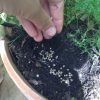 How to Grow Cilantro in Soil or in Pot (Photo 7 of 10)