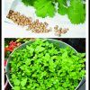 How to Grow Cilantro in Soil or in Pot (Photo 8 of 10)