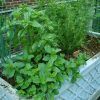 How to Grow Cilantro in Soil or in Pot (Photo 9 of 10)