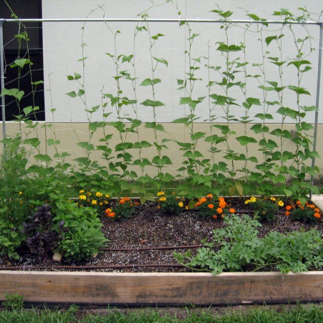 10 Inspirations Ideas of How to Build Raised Garden Beds