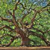 Live Oak Tree Wall Art (Photo 8 of 20)