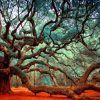 Live Oak Tree Wall Art (Photo 9 of 20)