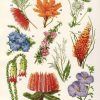 Botanical Prints Etsy (Photo 18 of 20)