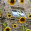 Hanging Sunflower (Photo 8 of 15)