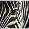 Zebra Canvas Wall Art (Photo 10 of 25)
