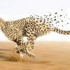 Cheetah Wall Art (Photo 12 of 15)