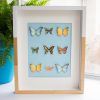 3D Butterfly Framed Wall Art (Photo 13 of 20)