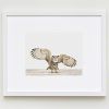Framed Animal Art Prints (Photo 9 of 15)