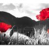 Poppies Canvas Wall Art (Photo 9 of 15)
