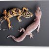 Gecko Canvas Wall Art (Photo 7 of 20)