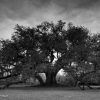 Live Oak Tree Wall Art (Photo 19 of 20)