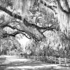Live Oak Tree Wall Art (Photo 18 of 20)
