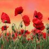 Poppies Canvas Wall Art (Photo 11 of 15)