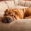 Snoozer Luxury Dog Sofas (Photo 8 of 20)