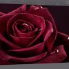 Roses Canvas Wall Art (Photo 14 of 15)