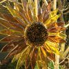 Hanging Sunflower (Photo 12 of 15)