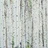 Birch Trees Canvas Wall Art (Photo 11 of 15)